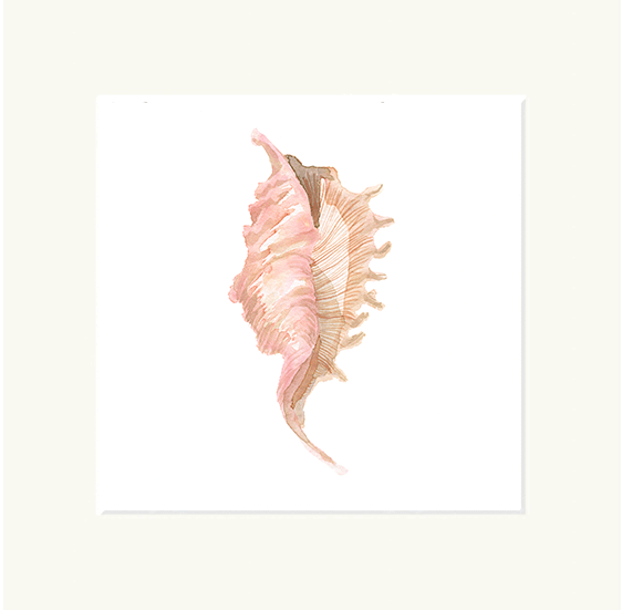 Single Seashell Print