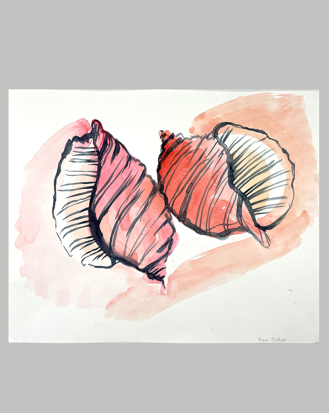 Shell Study VII