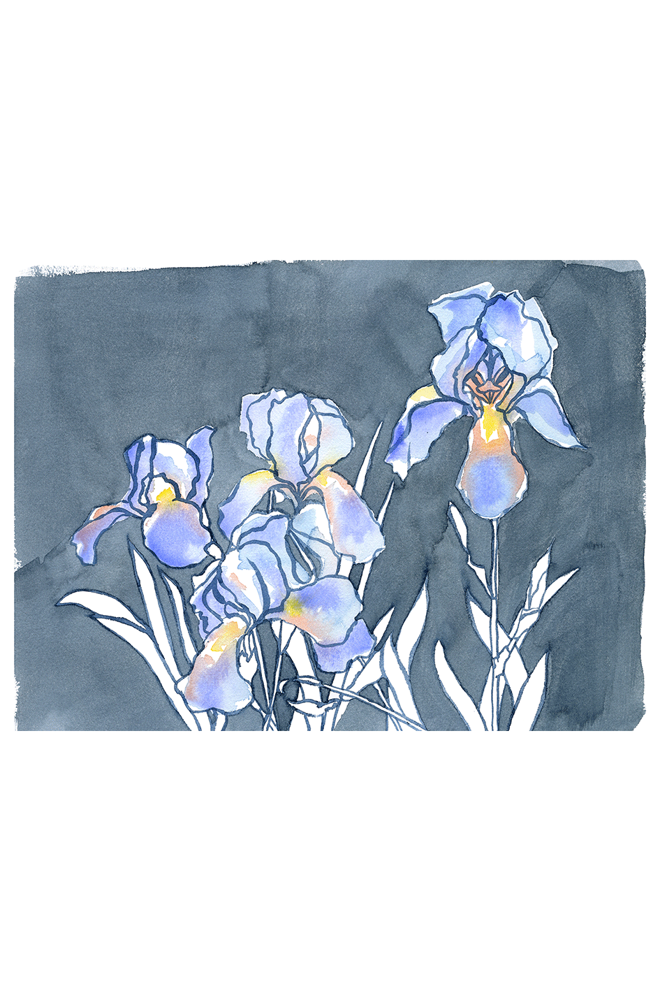 Dark Iris Giclee Print