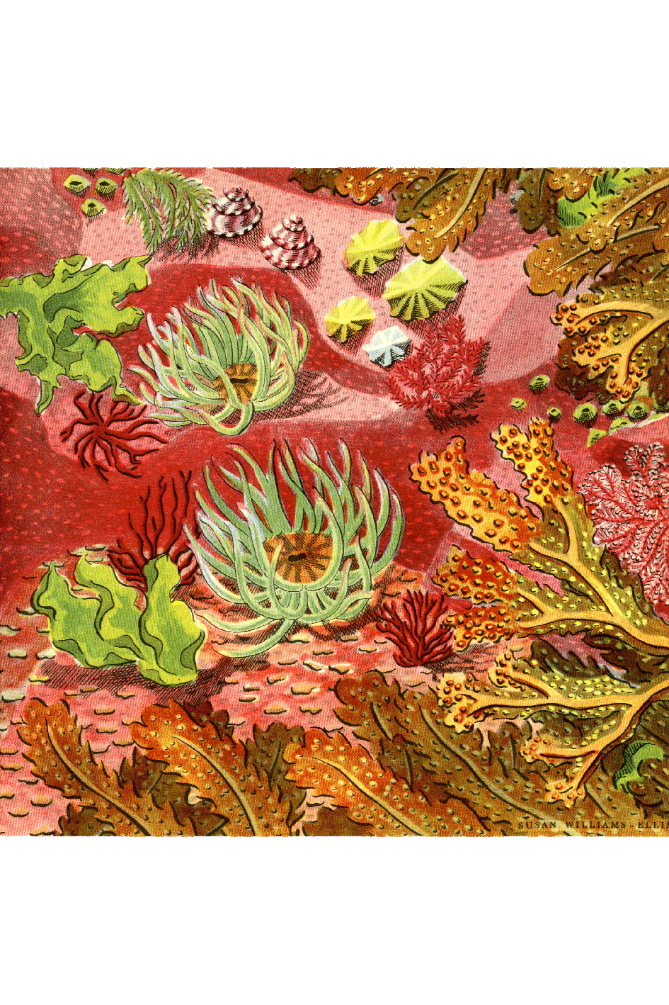 Anemones and Seaweeds Print