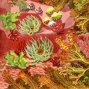 Anemones and Seaweeds Print