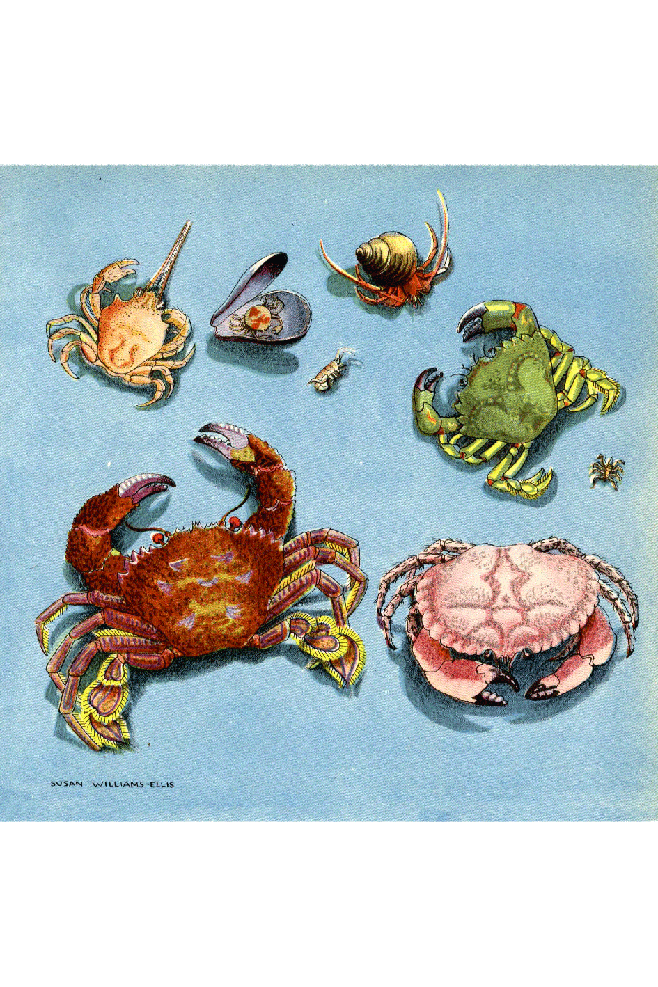 British Crabs Print