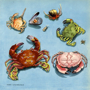 British Crabs Print