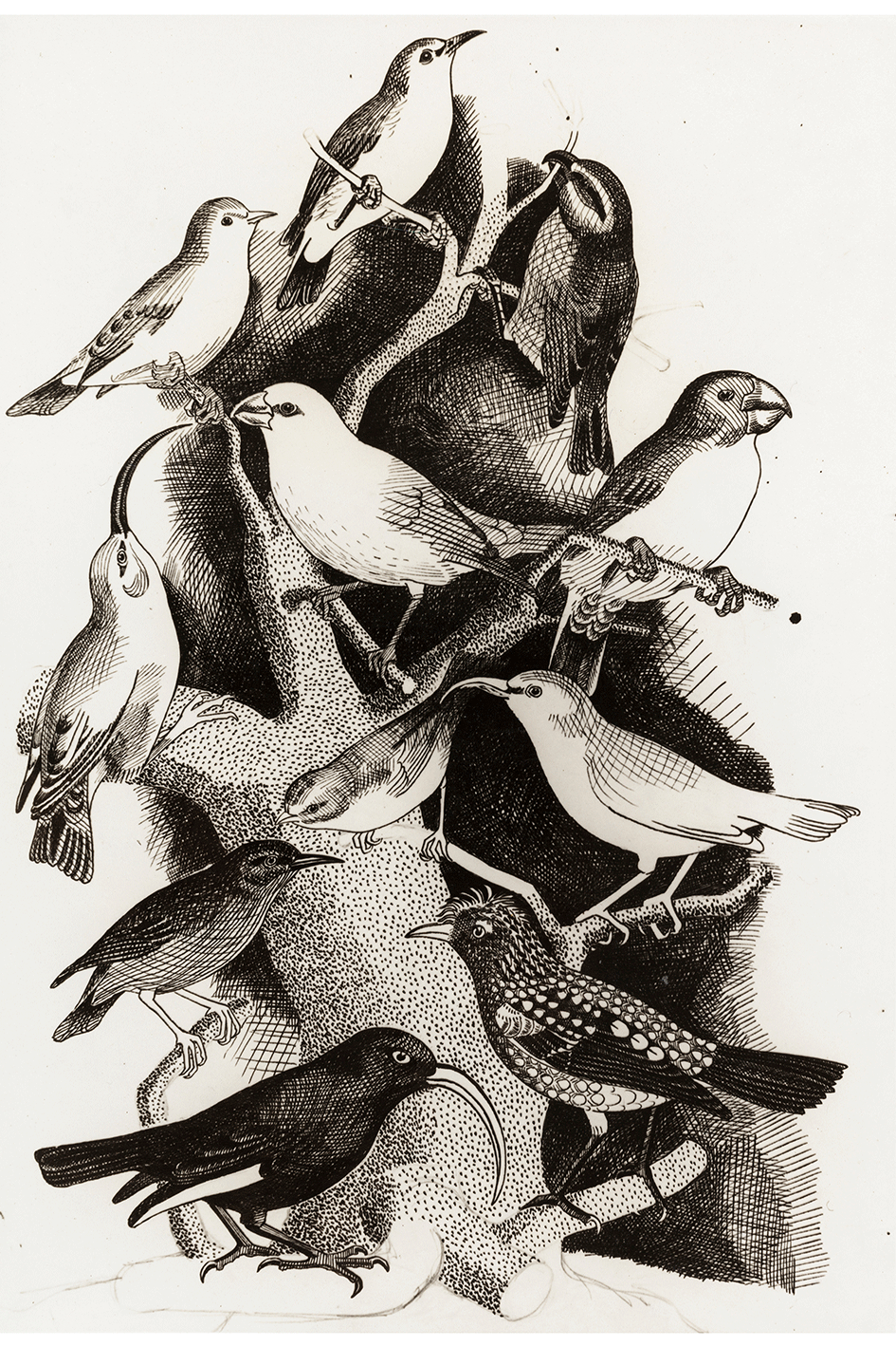 Black and White Finches Print