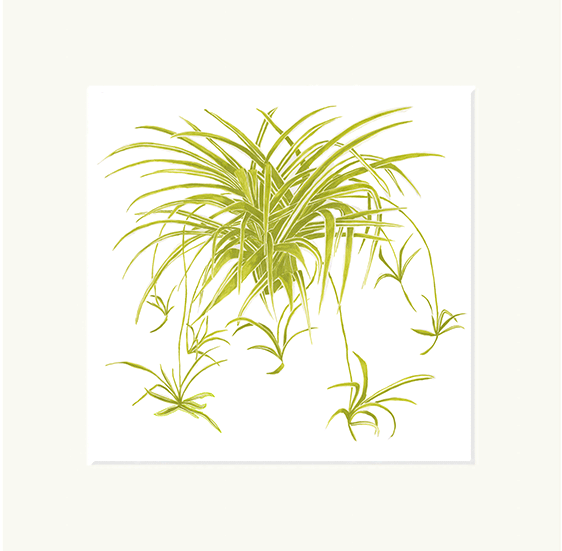 Spider Plant Print
