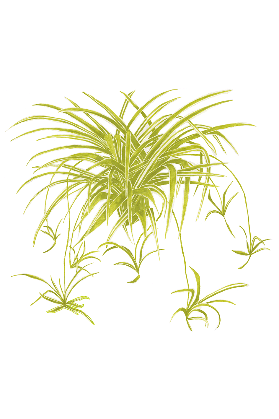 Spider Plant Print